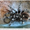 acanthoscurria1