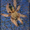 psalmopoeus