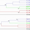 cladogram