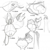   Гениталии самцов рода Melitaea    Рисунок: © Александр Львовский.      Таблица составлена по книге \