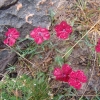   Гвоздика Владимира Dianthus vladimiri       Фото: © Валентин Тихонов.      7.08.2008, Дагестан, гора Шалбуздаг.    