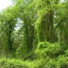   Лиановые леса дельты Самура.       Фото: © Гаджибек Джамирзоев.      19.07.2007, правый берег дельты.    